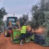 Aceite de oliva virgen extra Óleo Aroca servido en aceitera sobre mesa de cocina