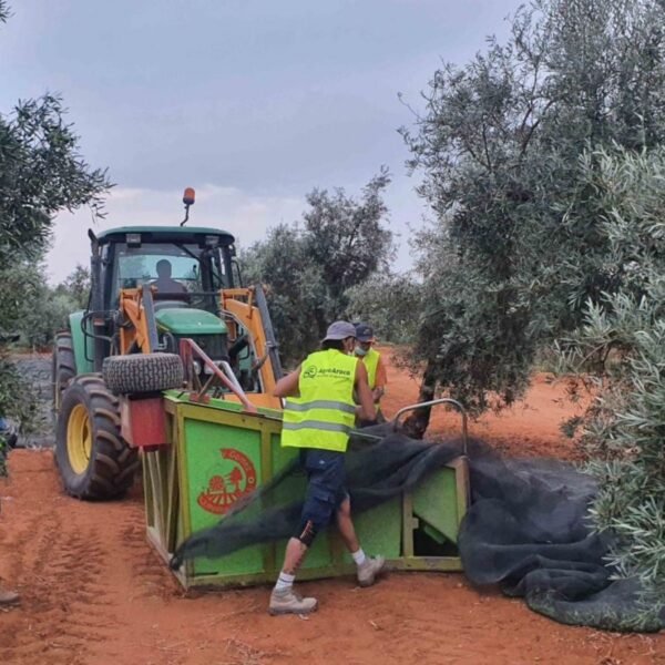 Aceite de oliva virgen extra Óleo Aroca servido en aceitera sobre mesa de cocina